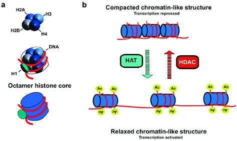 Illustration of histone core composition and impact of chromatin ...