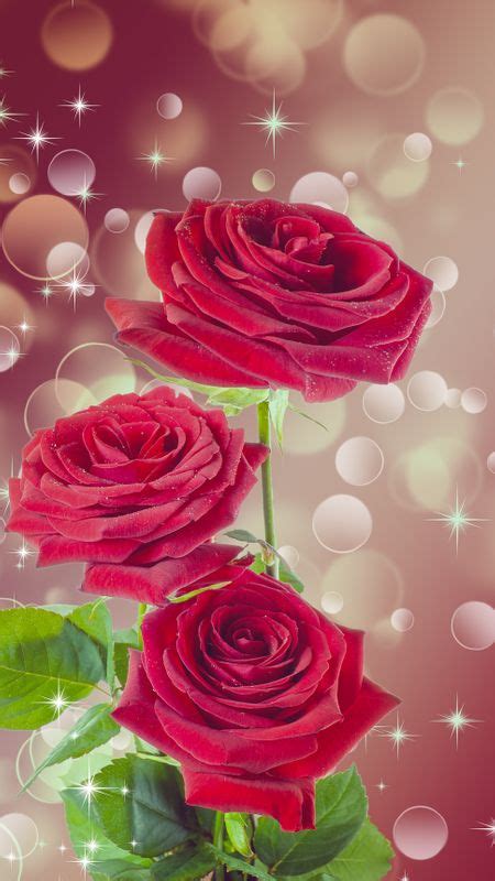 Red Rose Flower Wallpaper Phone | Best Flower Site