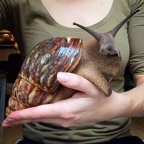 Giant African land snail is one of the biggest snails in the world, and ...