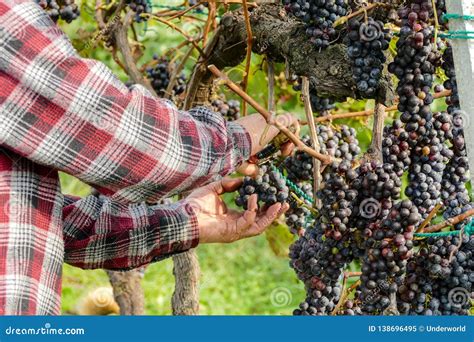 Grapes Harvest of Vineyard in September North Italy, Red Grapes for ...