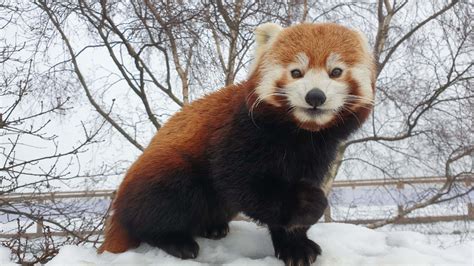 Animals at Yorkshire Wildlife Park enjoy a snow day.