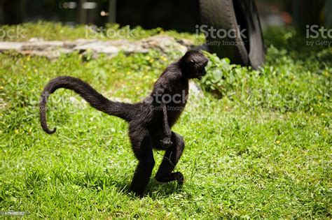 Monkey Walking Upright Stock Photo - Download Image Now - 2015, Africa ...