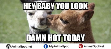 Alpaca Memes