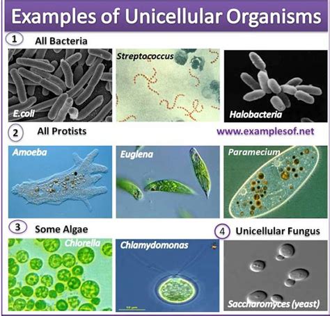 Examples of Unicellular Organisms | ExamplesOf.net