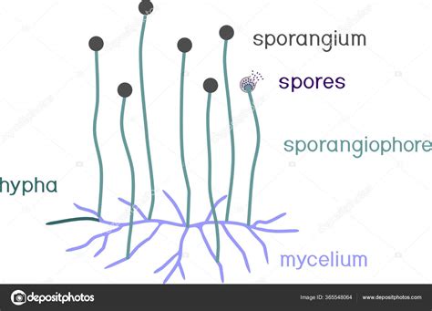 Mucor Life Cycle