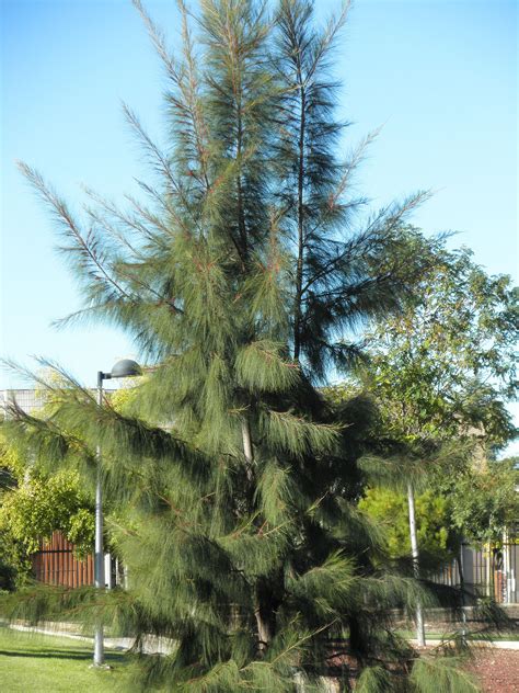 casuarina - Wiktionary, the free dictionary