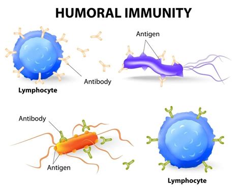 Humoral vs Cell-mediated Immunity