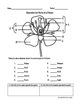 Flower Structure And Reproduction Worksheet - Flowers and Reproduction ...