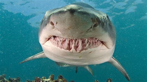 How long do tiger sharks live? Are tiger sharks dangerous to humans?