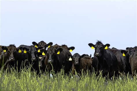 New mentorship program looks to connect Angus breeders - Country Guide