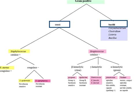 Gram Negative Bacteria Classification