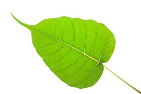 Bodhi leaf Stock Photos, Royalty Free Bodhi leaf Images | Depositphotos