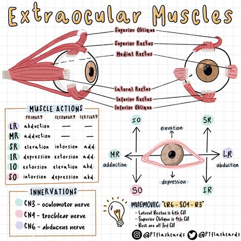 Extrinsic Eye Muscles Diagram