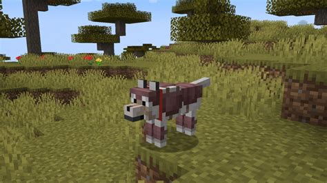 Wolf Armor Minecraft : How Do I Get It ? - Minecraft Tutos