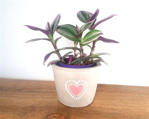 Tradescantia Nanouk Indoor Hanging Plant Mini Trailing Plants | Etsy