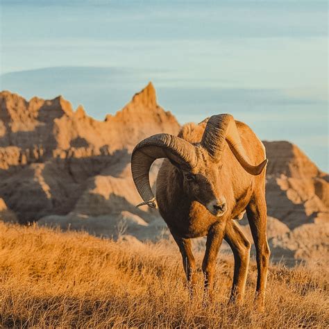 5 Rare and Exciting Species of Wildlife You Can Find in South Dakota’s ...