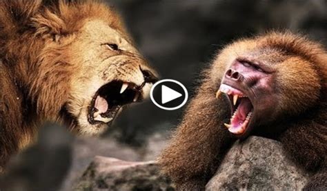 Lion VS Baboon - Blogsupermovie