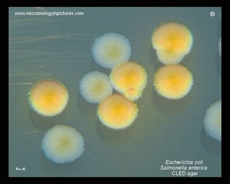 E Coli Plate Morphology