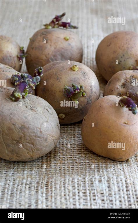 First early Pentland Javelin seed potatoes chitting Stock Photo - Alamy