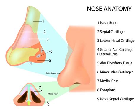 Nose Cartilage Damage