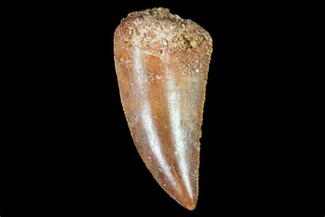 .89" Raptor Tooth - Real Dinosaur Tooth For Sale (#102381) - FossilEra.com