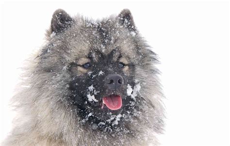 10 Best Dog Breeds for Cold Weather