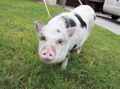 Texas A&M Veterinarians Save Pet Pig With Human Surgical Tool