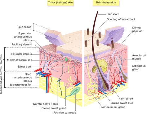 File:Skin layers.png - Wikipedia