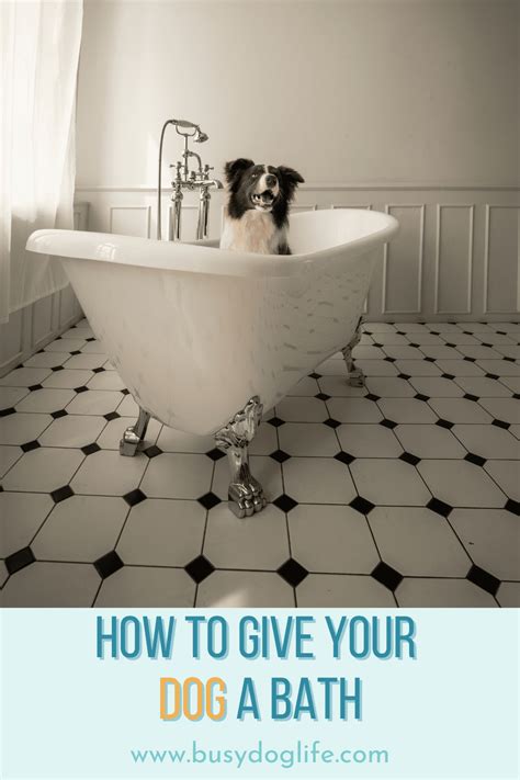 How to Give Your Dog a Bath » Sunny Sweet Days