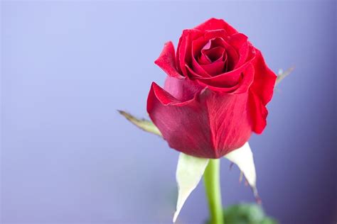 Rose Flower Images Hd Wallpapers 1080p | Best Flower Site