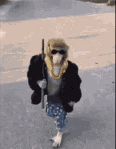 monkey GIFs | Tenor | Monkey gif, Monkey, Gif