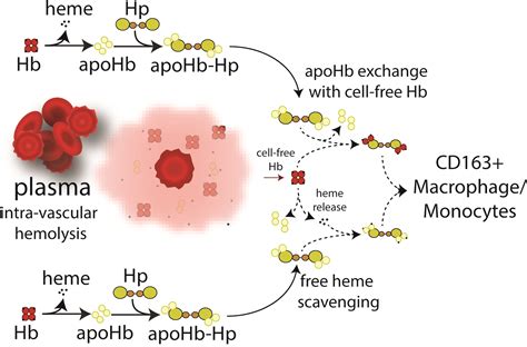 Apohemoglobin-haptoglobin complex attenuates the pathobiology of ...