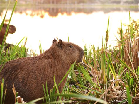 Capybara Size Comparison