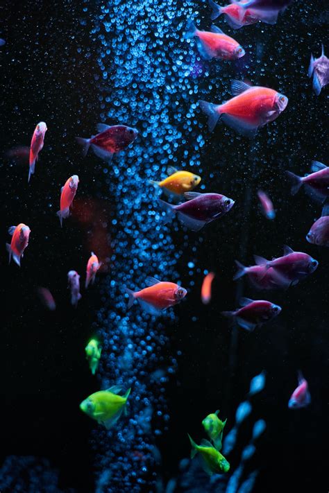 Mobile wallpaper: Pictures, Background, Fishes, 43063 download the ...