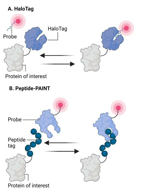 Schematic examples of two fusion-protein approaches. A) A combination ...