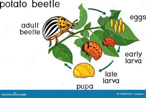 Life Cycle of Colorado Potato Beetle or Leptinotarsa Decemlineata ...