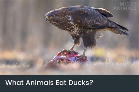 13 Duck Predators: What Animals Eat Ducks? | Misfit Animals