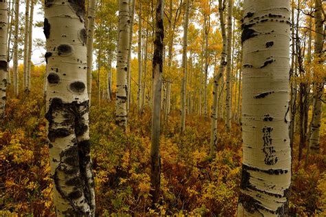 5 drives for seeing Colorado’s fall colors – The Denver Post