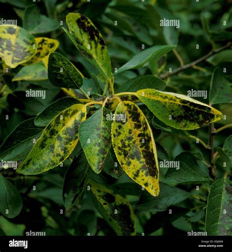 Mineral Deficiency High Resolution Stock Photography and Images - Alamy