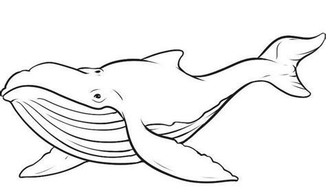 Humpback Whale Drawing at GetDrawings | Free download