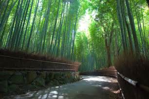 File:Sagano Bamboo forest, Arashiyama, Kyoto.jpg