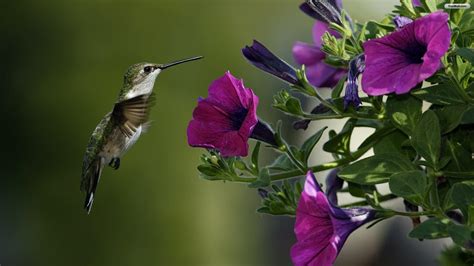 Spring Birds Desktop Wallpapers - Top Free Spring Birds Desktop ...