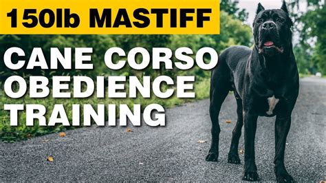 Cane Corso Obedience Training - 150lb Mastiff! - YouTube