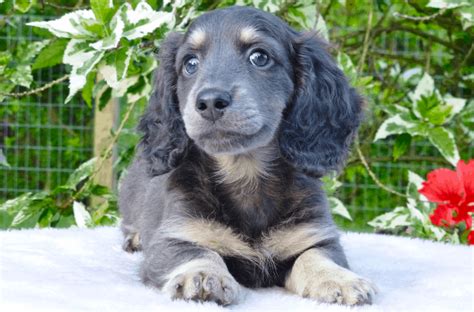 Blue Dachshund: Breed Info, Temperament, Health, and Costs