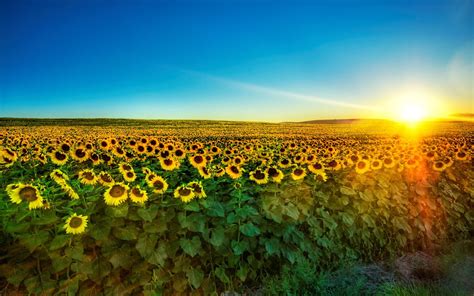 Sunflower field during sunrise HD wallpaper | Wallpaper Flare