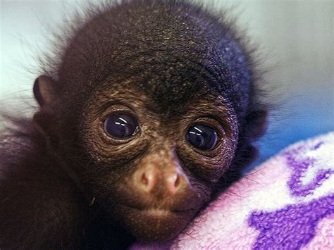 Red-Faced Spider Monkey baby | Beautiful Babies | Pinterest