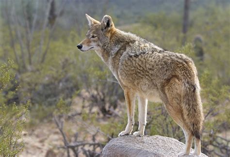 Animals In The Desert Region Of California