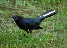 White Tailed Blackbird