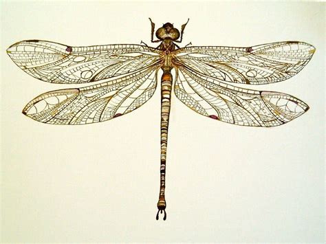 Pinned Dragonfly by Arboris-Silvestre on DeviantArt | Dragonfly drawing ...