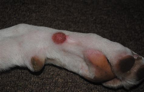 What that Lump on Your Dog’s Leg Signify - VSEC ARTICLES